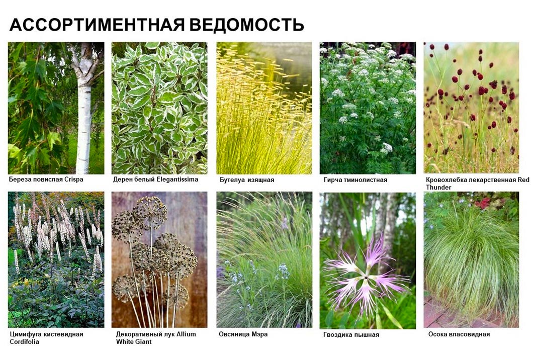 Растения для сада Футурама